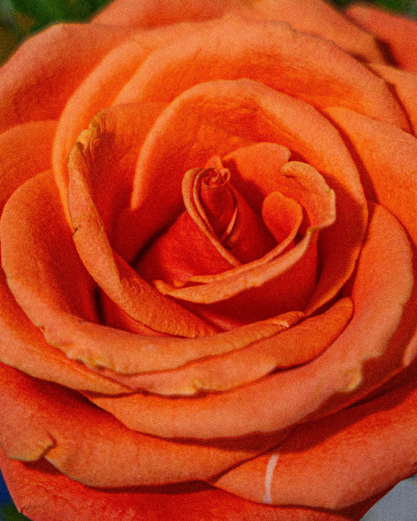 Close-up macro photograph of a blooming coral-colored rose with layered petals in a spiral pattern.