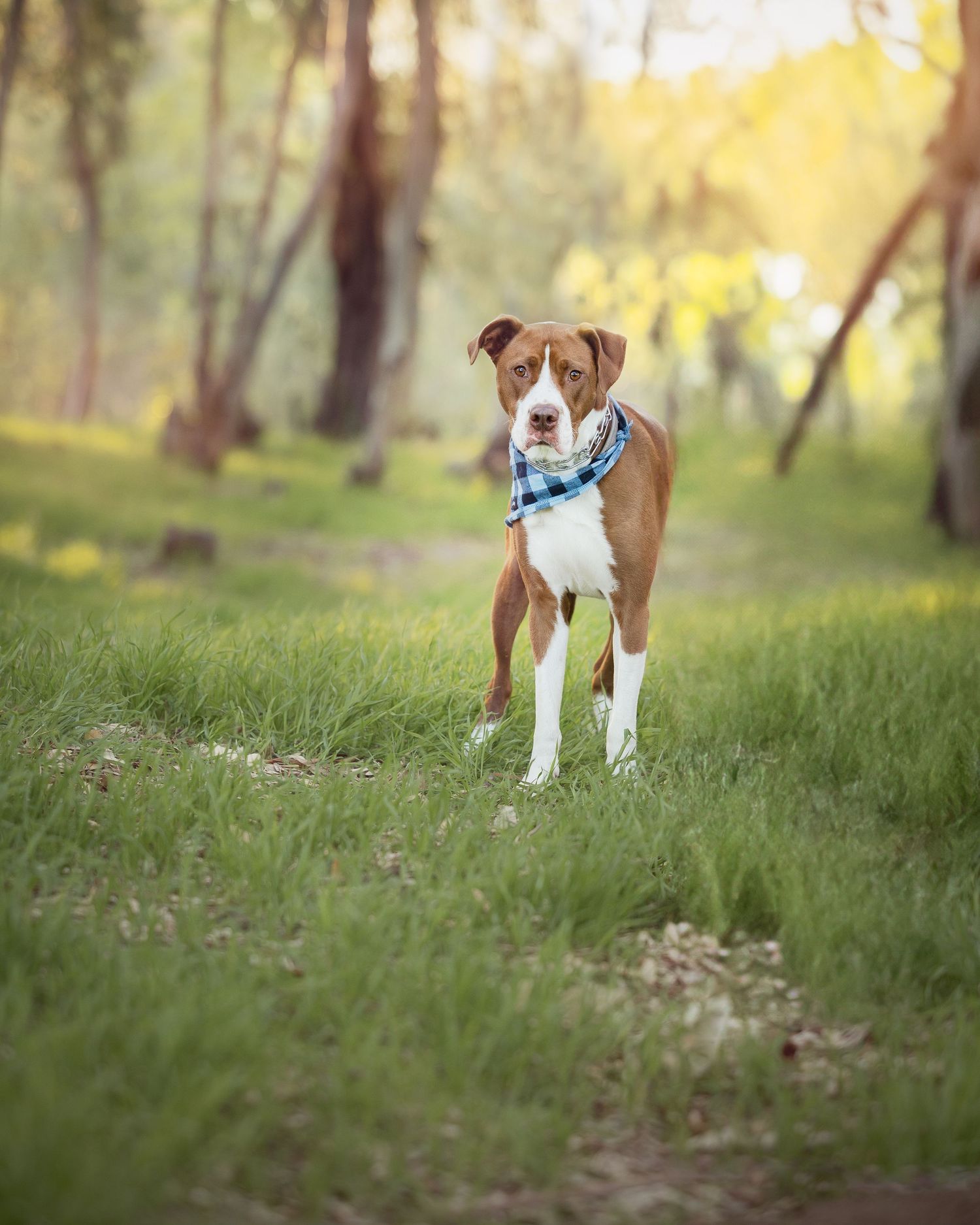 Portrait of a brown and white pit bull mix dog wearing a blue collar standing in a grassy park with bokeh background effect.
