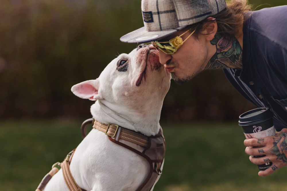 A white dog wearing a brown collar lifts its head up towards someone wearing a baseball cap and dark jacket.