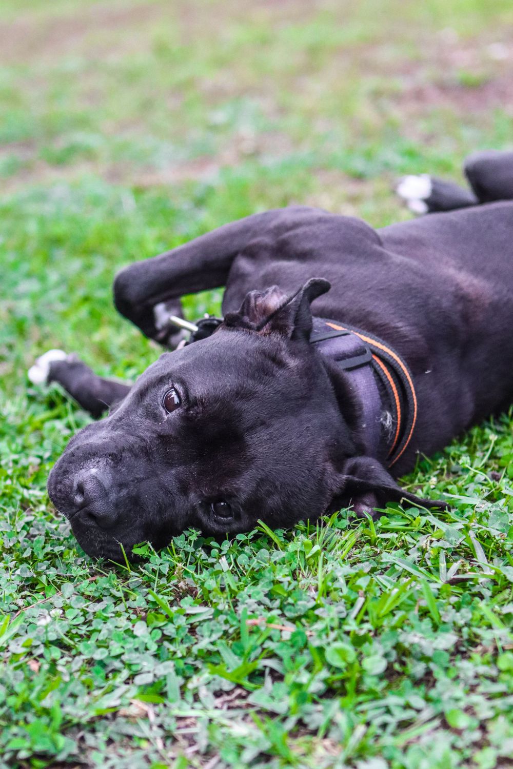 Black dog with brown collar lying on green grass looking relaxed.
