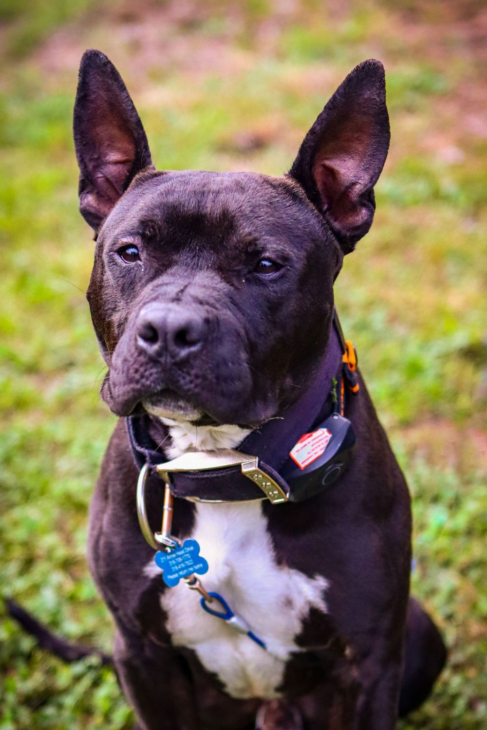 Portrait of an alert black pit bull terrier wearing a collar with tags.