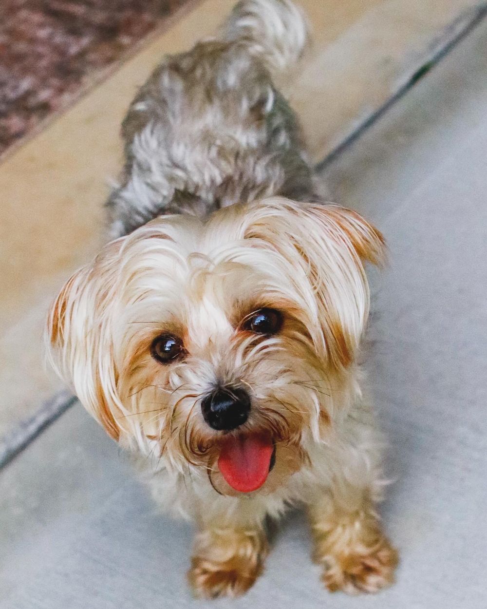 Happy Yorkshire terrier with scruffy tan and grey fur smiling at the camera.