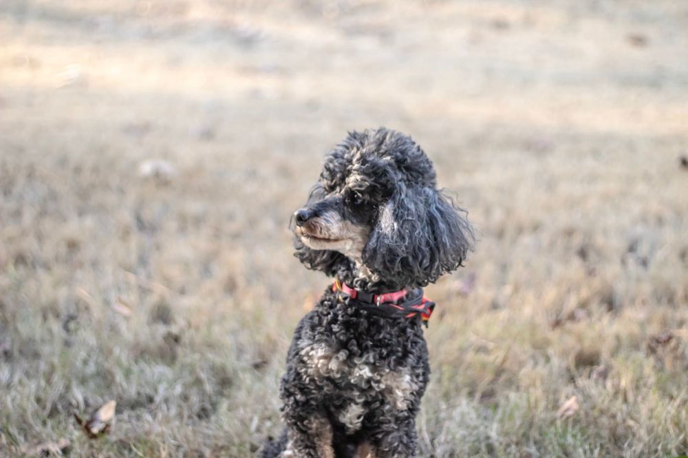 Grey poodle with a red collar stands attentively in a grassy field at dusk.