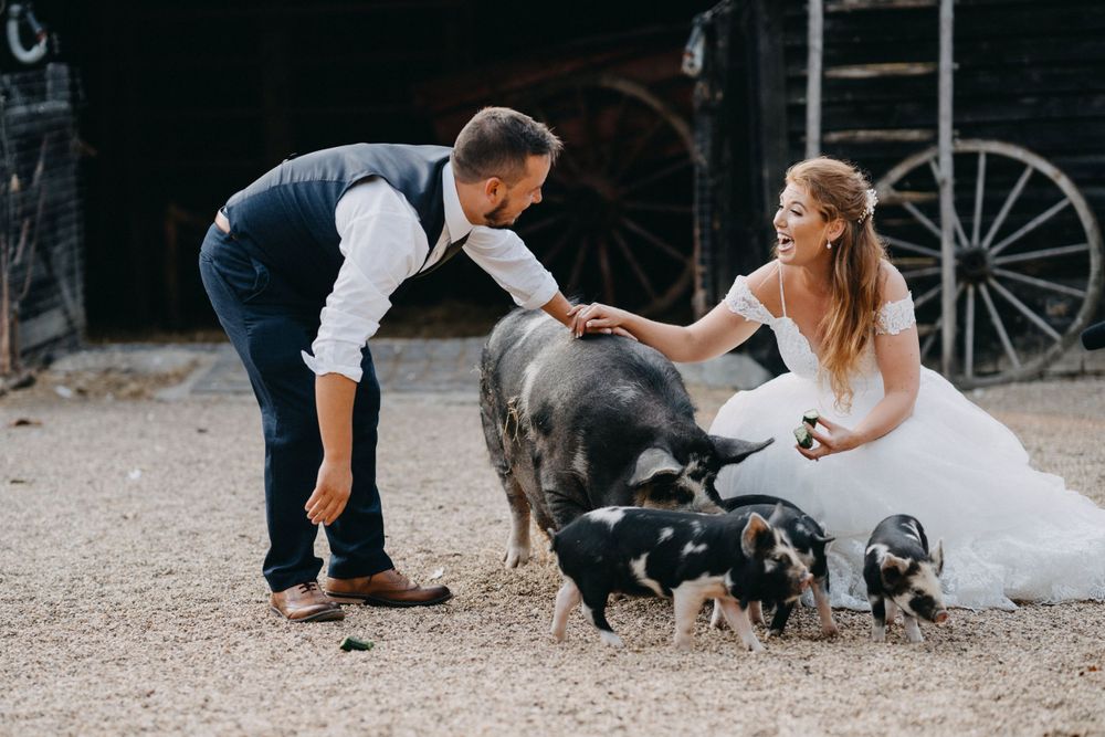 Couple in wedding attire petting black pig and piglets on gravel path at South Farm, Cambridgeshire.