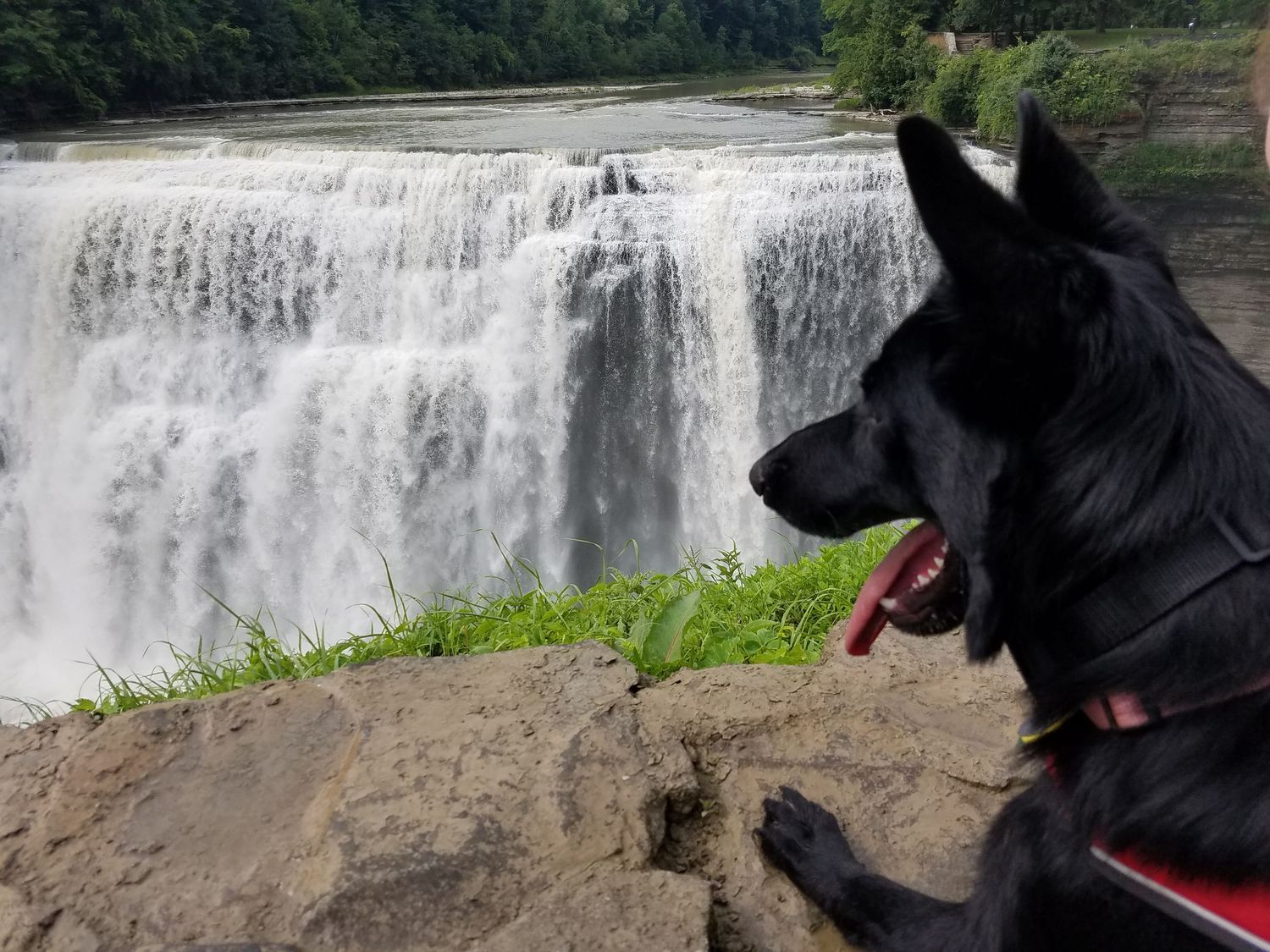 A black dog looks out over a scenic waterfall with green vegetation in the background.