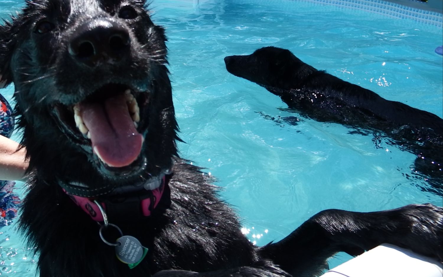A happy black dog swimming and playing in a bright blue swimming pool.