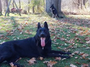 A black German Shepherd lounges on fallen autumn leaves in a wooded area.