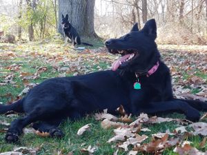 A large black dog rests on grass and fallen leaves in an autumn setting.