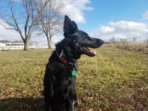 A black German Shepherd sits on a grassy hillside against a blue sky with white clouds.