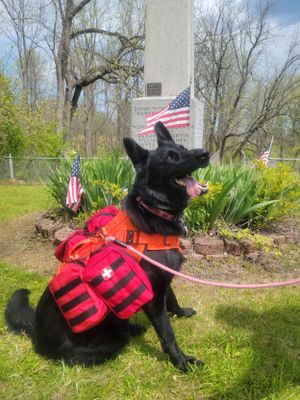 Black dog wearing red and black plaid jacket plays in grassy yard with American flags in background.