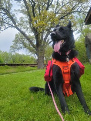 Black dog wearing orange life vest plays on green grass lawn.