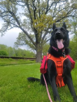 Happy black dog wearing orange safety vest and red harness enjoys sunny day outdoors.
