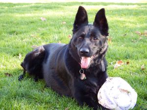 Black dog relaxing on grass with white ball toy.