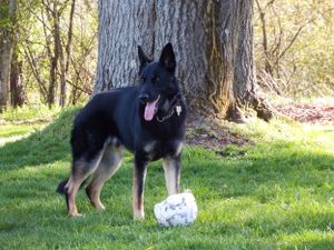 Black dog playing near large tree trunk in sunny backyard.