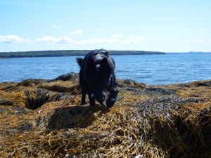 Dog exploring rocky shoreline with ocean view in background.