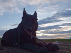 Silhouette of dog against dramatic sunset sky with clouds.