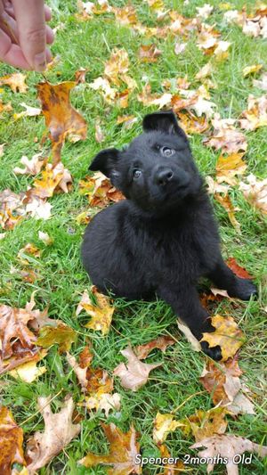Black puppy playing in fallen autumn leaves on grass.