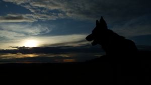 Dramatic silhouette of dog against darkening sunset sky.