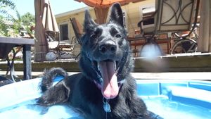 Black dog playing and swimming in a bright blue pool on a sunny day.