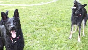 Black dog running and playing on green grass in an outdoor setting.