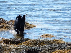 Black dog exploring seaweed covered rocks along the ocean shoreline.