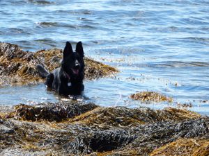 Black dog wading through shallow ocean water near seaweed covered rocks.
