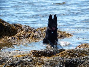 Black dog sitting among seaweed on coastal rocks with waves in background.