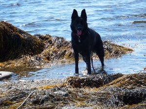 Black dog standing alert on rocky beach with blue ocean waters behind.