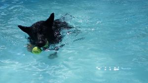 Black dog swimming and fetching yellow ball in clear blue pool water.