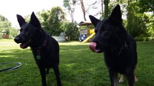 Black German Shepherd dog plays in a grassy yard with toys and outdoor equipment.