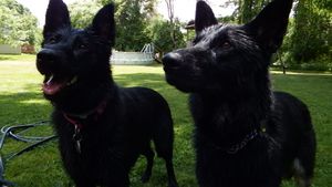 Group of black dogs relaxing together on green grass in a park setting.