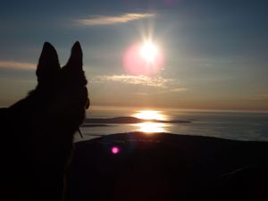 German Shepherd silhouetted against golden sunset sky over water.