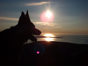 Silhouette of a dog against dramatic sunset sky over ocean horizon.