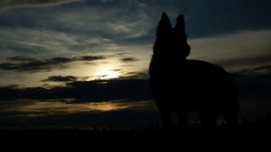 Dark silhouettes of German Shepherd dogs against a moody sunset skyline.
