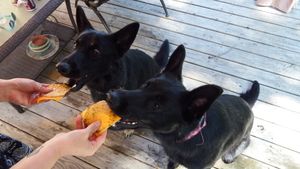 Black German Shepherd enjoying treats on wooden deck during outdoor playtime.
