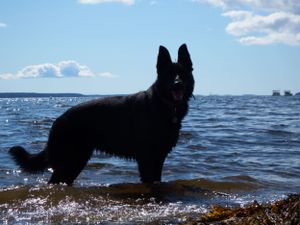 Black German Shepherd stands in silhouette against ocean waves and blue sky.
