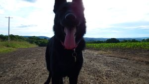 German Shepherd dog exploring rural countryside path on sunny day.