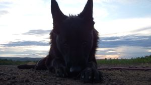 German Shepherd resting in field against cloudy sky backdrop.