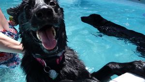 Black German Shepherd swimming and playing in bright blue pool water.
