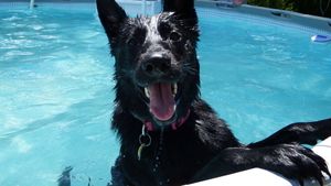 Wet German Shepherd enjoying pool time with splashing water.