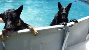 German Shepherd dogs cooling off at edge of swimming pool on sunny day.