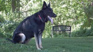 Black German Shepherd sits alertly on green grass with a park bench in the background.