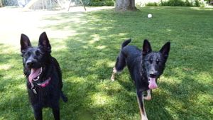 Two black German Shepherds stand together on a sunny lawn with tongues out.