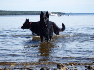 German Shepherds splash in the ocean water near a rocky shoreline.
