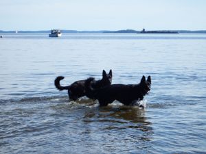 Two German Shepherds wade in shallow ocean water with boats visible in the distance.
