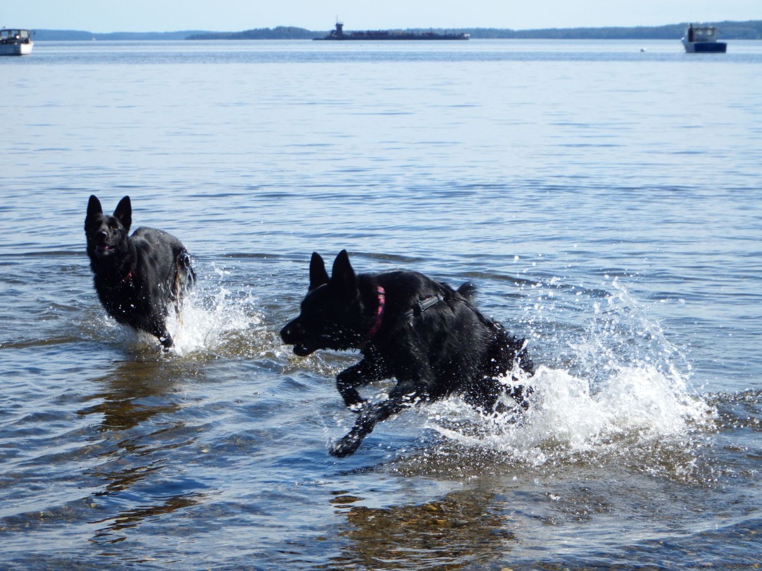 Two German Shepherds running through ocean water creating dramatic splashes.