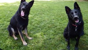 Two happy German Shepherds sitting on grass with tongues out and tails wagging.