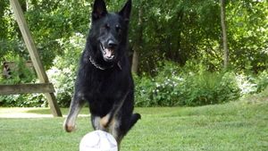 German Shepherd leaping to catch a ball in a backyard garden setting.