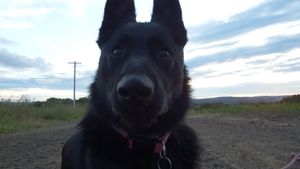 Close-up portrait of a German Shepherd with dramatic cloudy sky background.