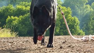 Low angle shot of a German Shepherd's nose and paws on dirt trail.